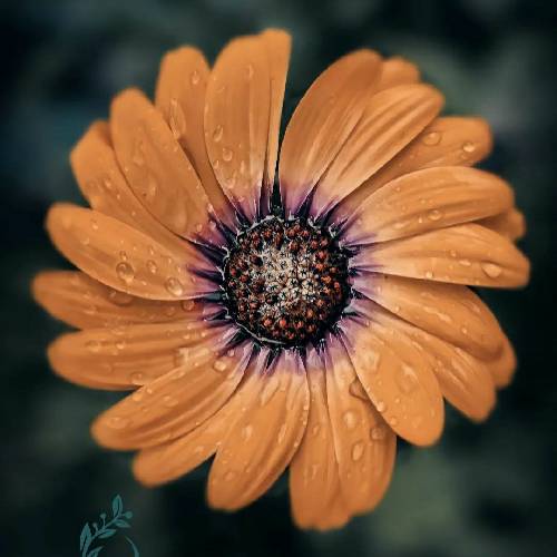 چیز خاصی نیست باهامون فقط ماییم و جدول و رویاهامون